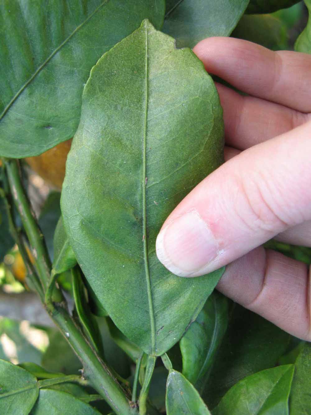              Unifoliolate leaf (Winter Haven, FL)       